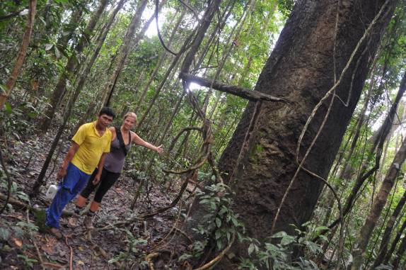 Uma enorme Piquiá, na FLONA, comunidade de São Domingo, região de Alter do Chão - PA